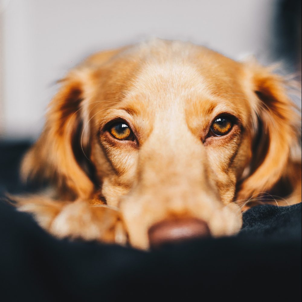 Photo by Ryan Walton on Unsplash